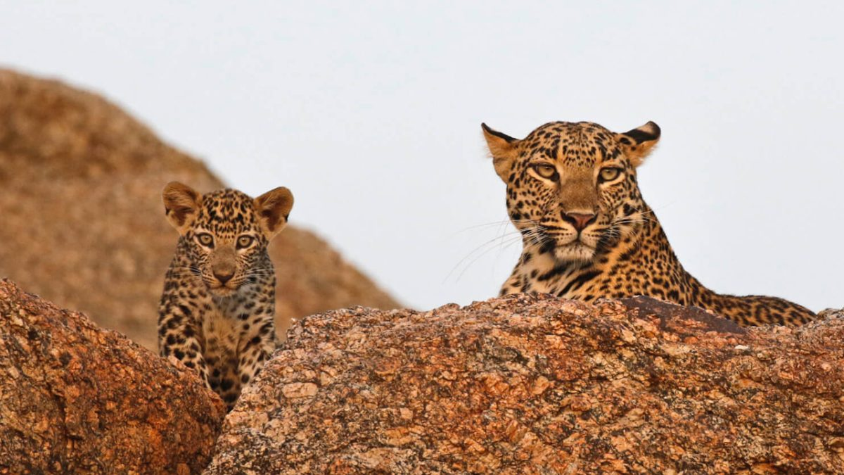 Udaipur – Kumbhalgarh – Jawai – Mount Abu Heritage & Wildlife Tour | 5 Nights / 6 Days